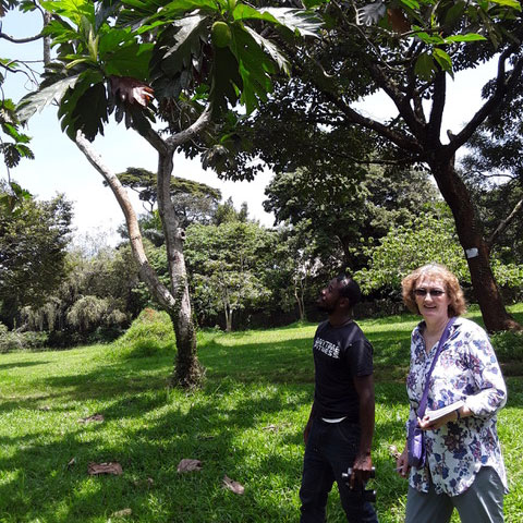 In Entebbe Botanical Gardens