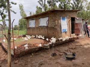 Chicken outside the poultry house after 6 weeks