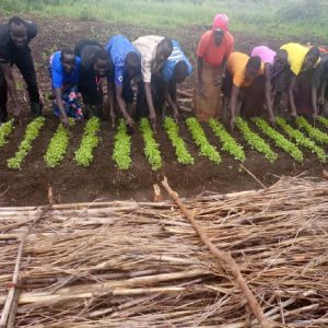 Members of God's gift mixed group weeding their cabbages
