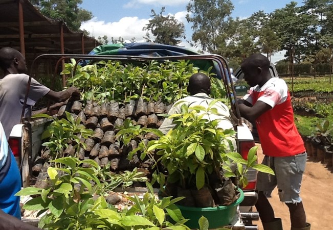 Loading Jackfruit seedlings