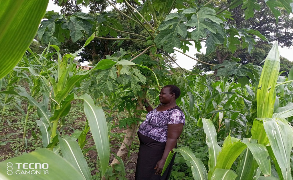 Jesilen Yongale's Papaya plant, distributed by DOL with support from Cressuk
