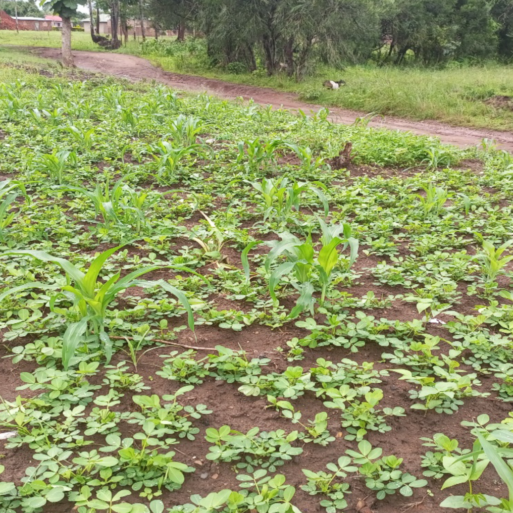 Green manure and maize