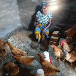 Chickens