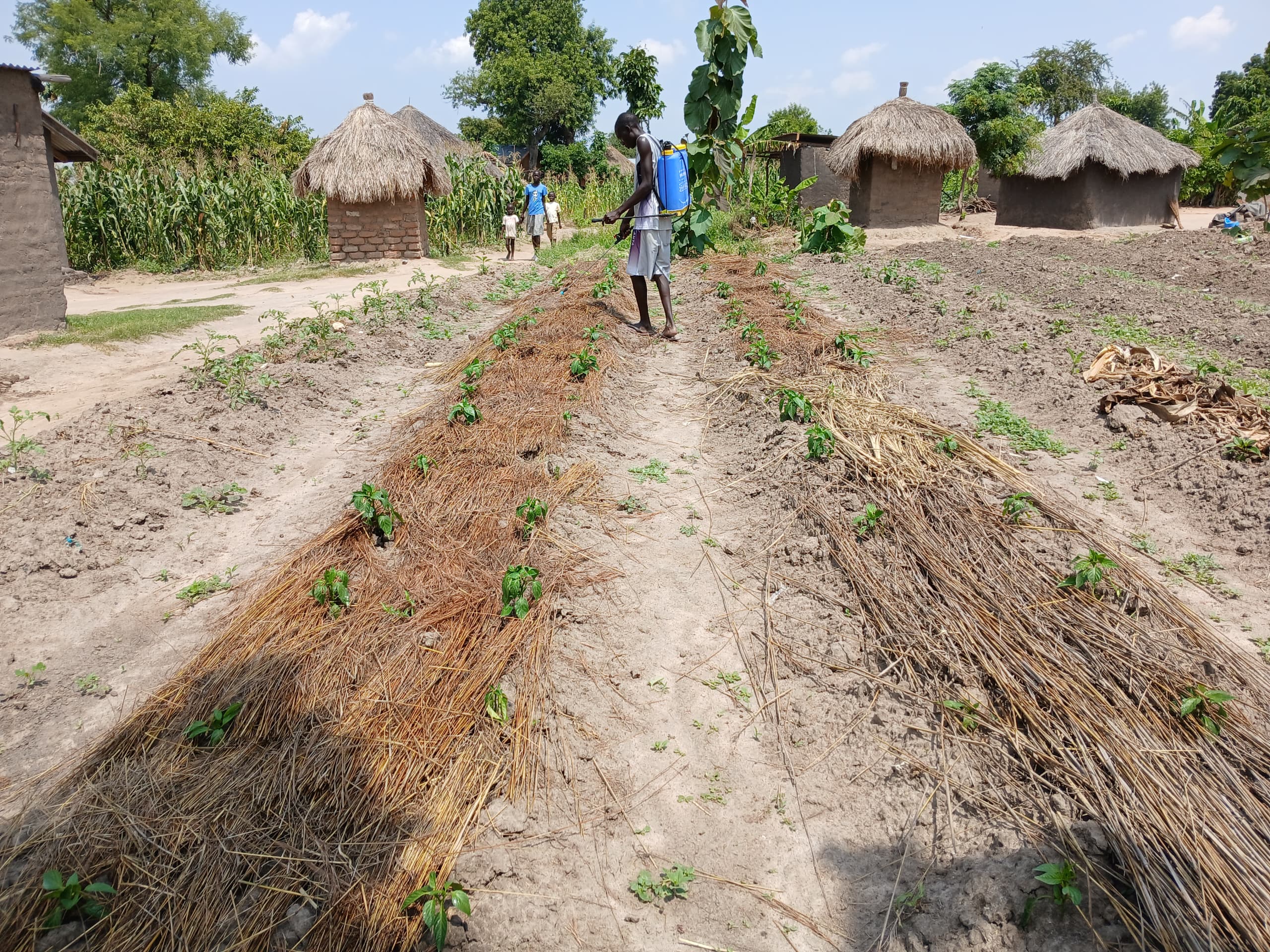 Field with young tomato plants. Man in white top and shorts is fertilising from tank carried on his back.