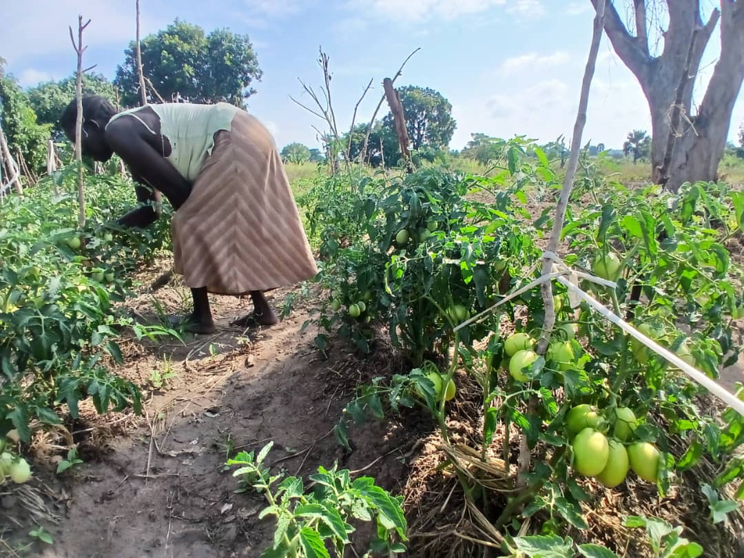 Woman tending tomato plants. She is bent over wearing light green tank top and brown striped skirt.