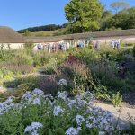 picture of a garden with people in background under grey patio umbrellas. White and blue flowers in foreground. Blue sky with no clouds, sun behind.
