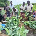 group of people in light coloured clothing harvesting kale from large plot
