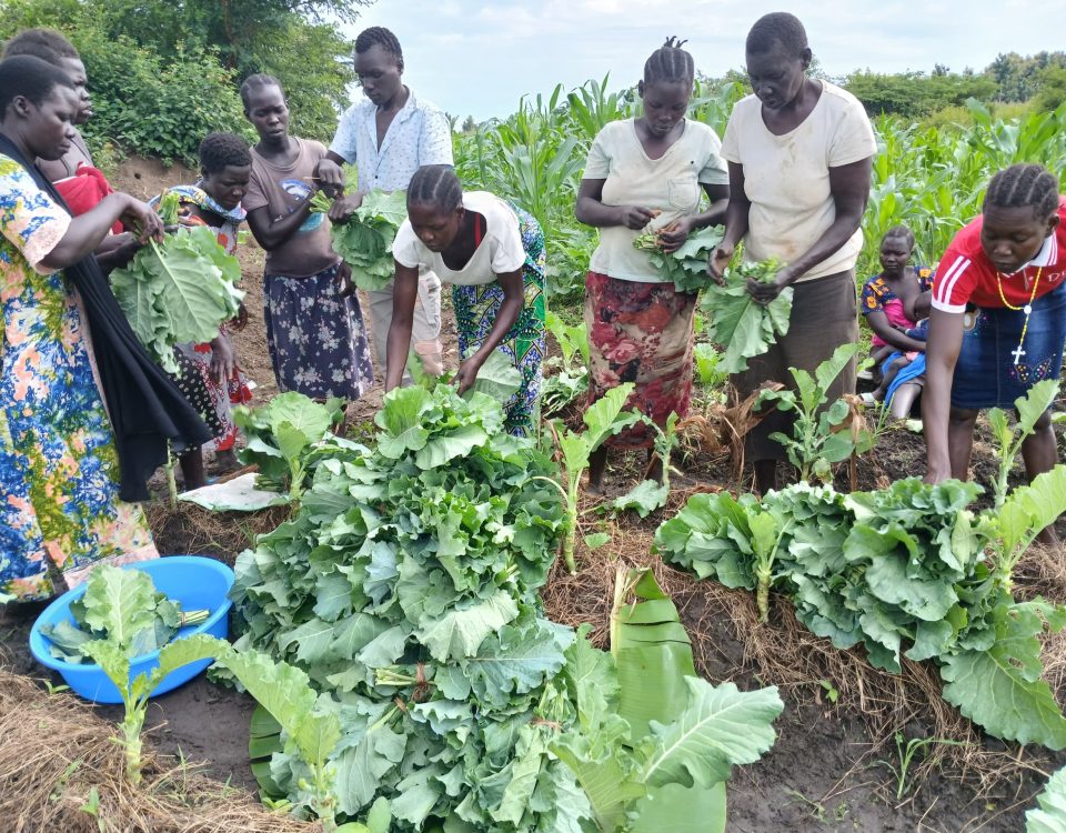 group of people in light coloured clothing harvesting kale from large plot