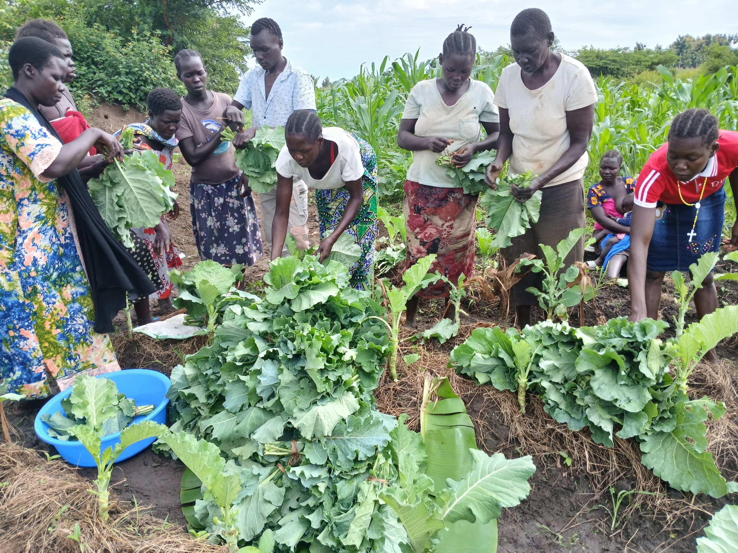 group of people in light coloured clothing harvesting kale from large plot