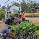 farmers unloading mango saplings from open-bed truck.