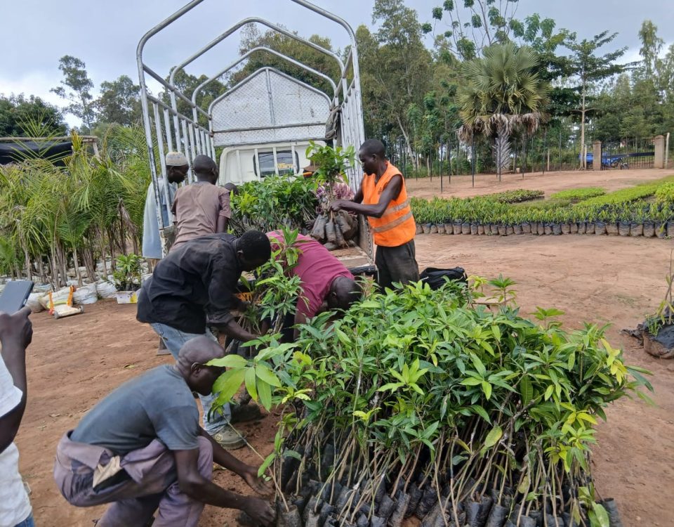 farmers unloading mango saplings from open-bed truck.