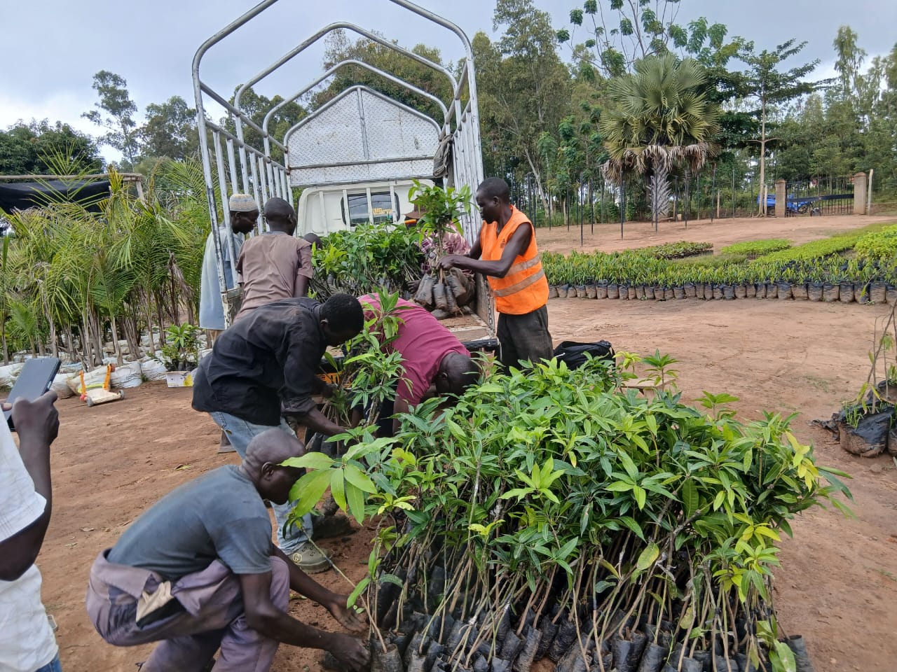 farmers unloading mango saplings from open-bed truck.