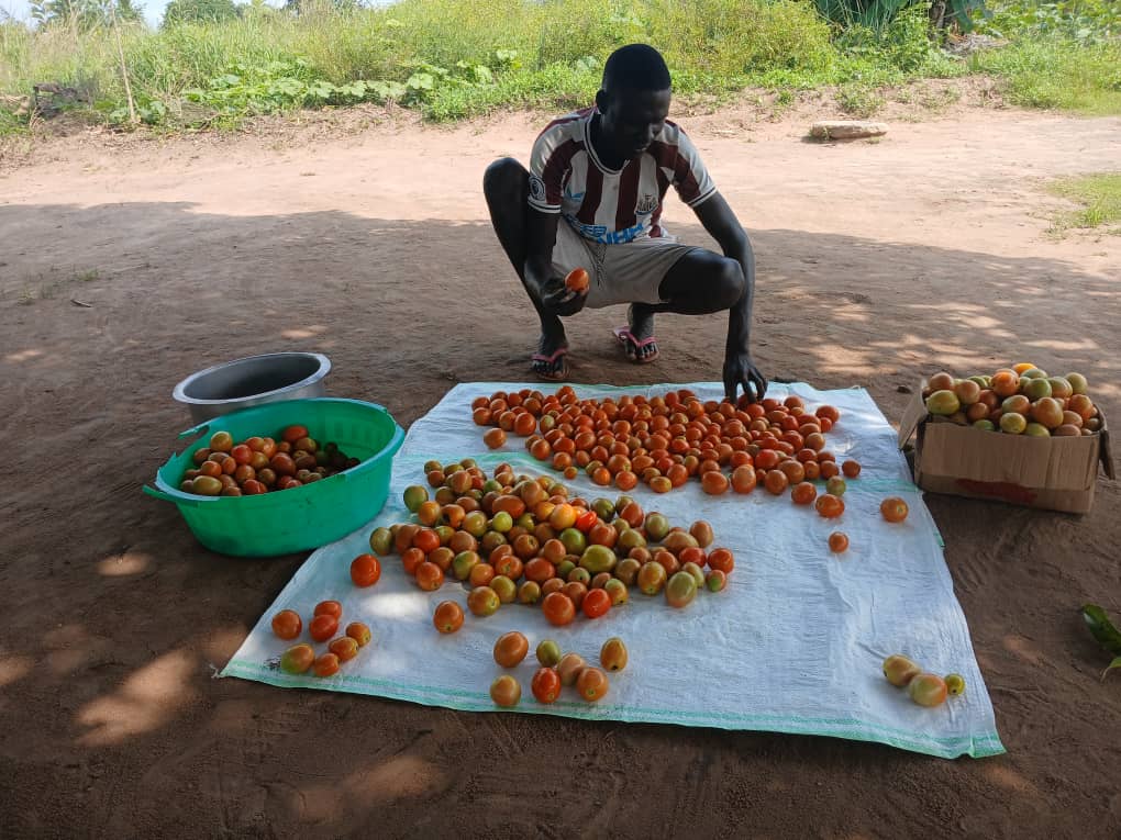 Man laying out tomato crop on white tarp in the shade of a big tree.