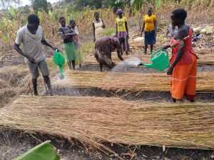 people prepare a garden plot for growing vegetables. The ground is lined with hay, which they are watering in