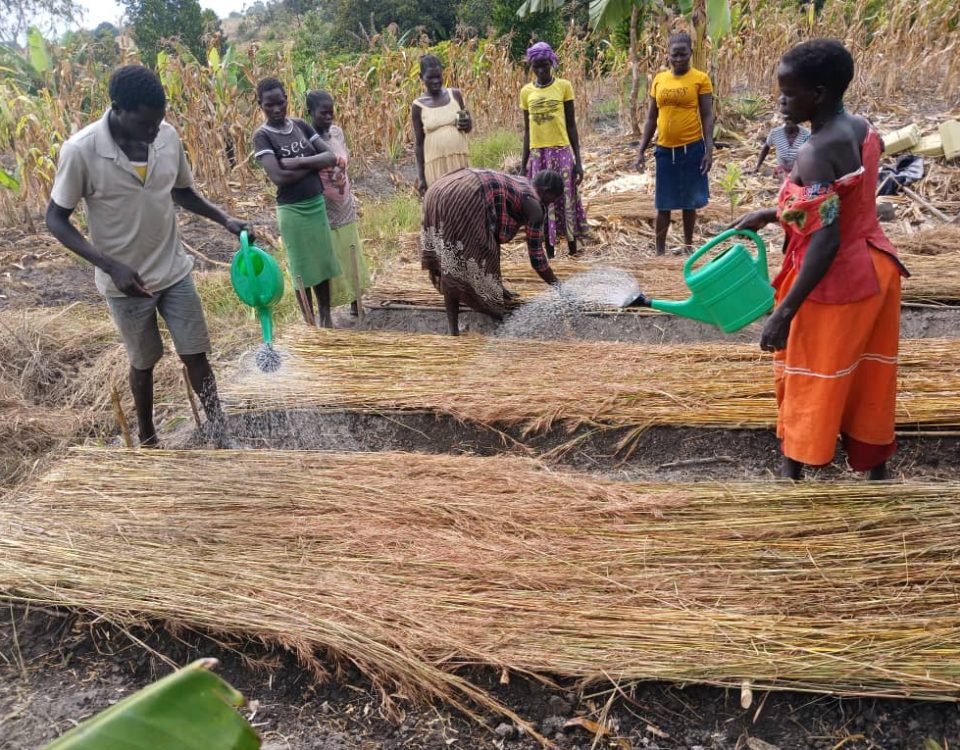 people prepare a garden plot for growing vegetables. The ground is lined with hay, which they are watering in