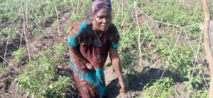 women crouching next to tomato crop. She is wearing blue and brown dress and a purple head scarf