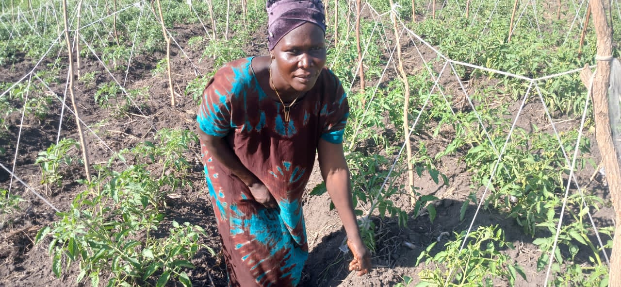 women crouching next to tomato crop. She is wearing blue and brown dress and a purple head scarf