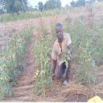 Man wearing beige button-up and shorts kneeling in a field of tomato plants. The tomatoes are beginning to ripen