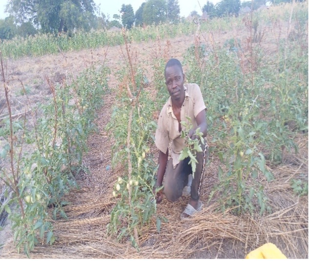 Man wearing beige button-up and shorts kneeling in a field of tomato plants. The tomatoes are beginning to ripen