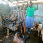 woman wearing a green polo top and blue skirt. she is standing in a goat shed with metal cladding. There are 8 goats black and brown standing around her