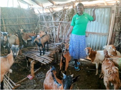 woman wearing a green polo top and blue skirt. she is standing in a goat shed with metal cladding. There are 8 goats black and brown standing around her