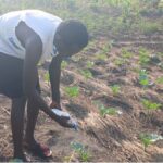 man in white tank top and black shorts. he is bending over to spray water on seedling in field