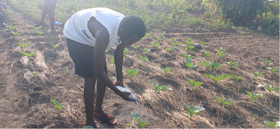 man in white tank top and black shorts. he is bending over to spray water on seedling in field