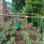 Man crouched in garden bed smiling at camera. He is wearing a green polo shirt with dark trousers. The garden has wooden plant supports for tomato plants to grow up.