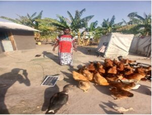woman wearing red, white and black patterned dress standing in a dusty yard with her chickens and one black duck. the chickens are golden and brown
