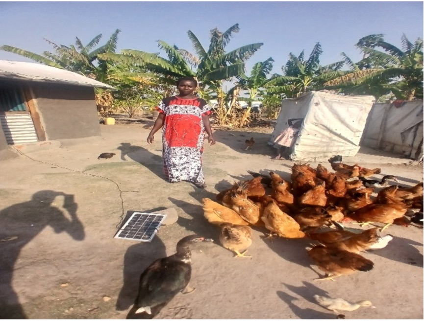 woman wearing red, white and black patterned dress standing in a dusty yard with her chickens and one black duck. the chickens are golden and brown