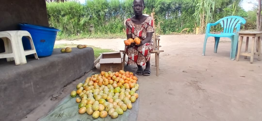 a woman is sitting on a plastic chair. She is wearing a red and beige patterned dress. On a tarp at her feet are large ripening tomatoes