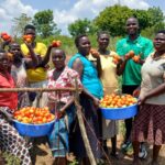 Group of people standing amongst a tomato crop. They are holding large tubs full of tomatoes