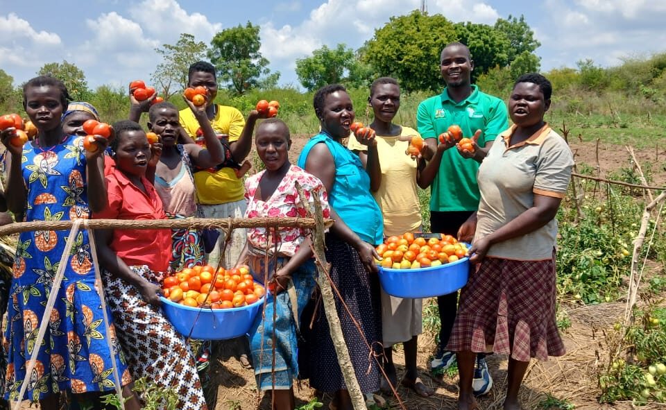 Group of people standing amongst a tomato crop. They are holding large tubs full of tomatoes