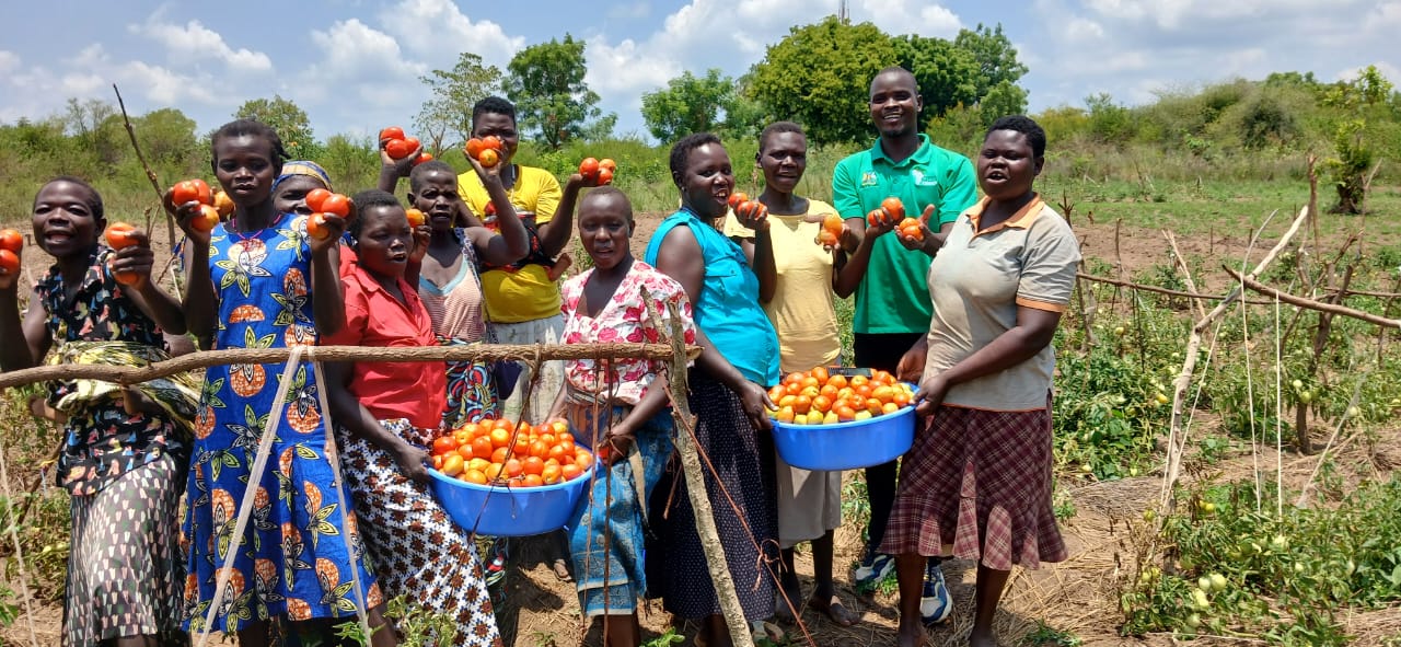 Group of people standing amongst a tomato crop. They are holding large tubs full of tomatoes