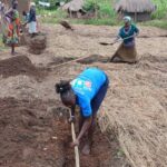 woman wearing blue tshirt digging a trench in clay coloured soil. She is digging on the edge of a prepared garden plot covered with dry grass.