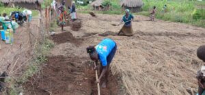 woman wearing blue tshirt digging a trench in clay coloured soil. She is digging on the edge of a prepared garden plot covered with dry grass.